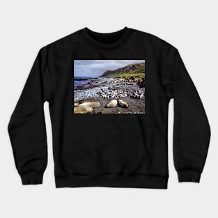 Southern Elephant Seals, Macquarie Island Crewneck Sweatshirt